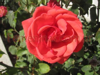 Rosa colorada