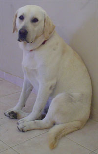 Cachorro Labrador