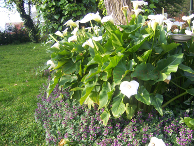 Cantero de Calas con bordura de cubre suelo con floración Lila